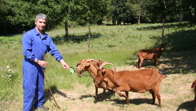 Cabrizanca, desbroce natural de fincas con cabras